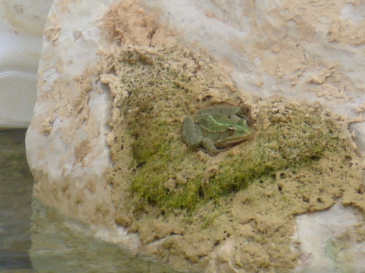 Rana di cava... Pelophylax sp.